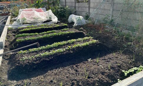 今育てている野菜たちを紹介！