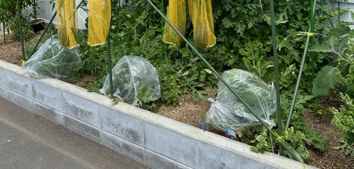 収穫終了までトンネル掛け