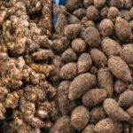 里芋・生姜 販売開始のお知らせ