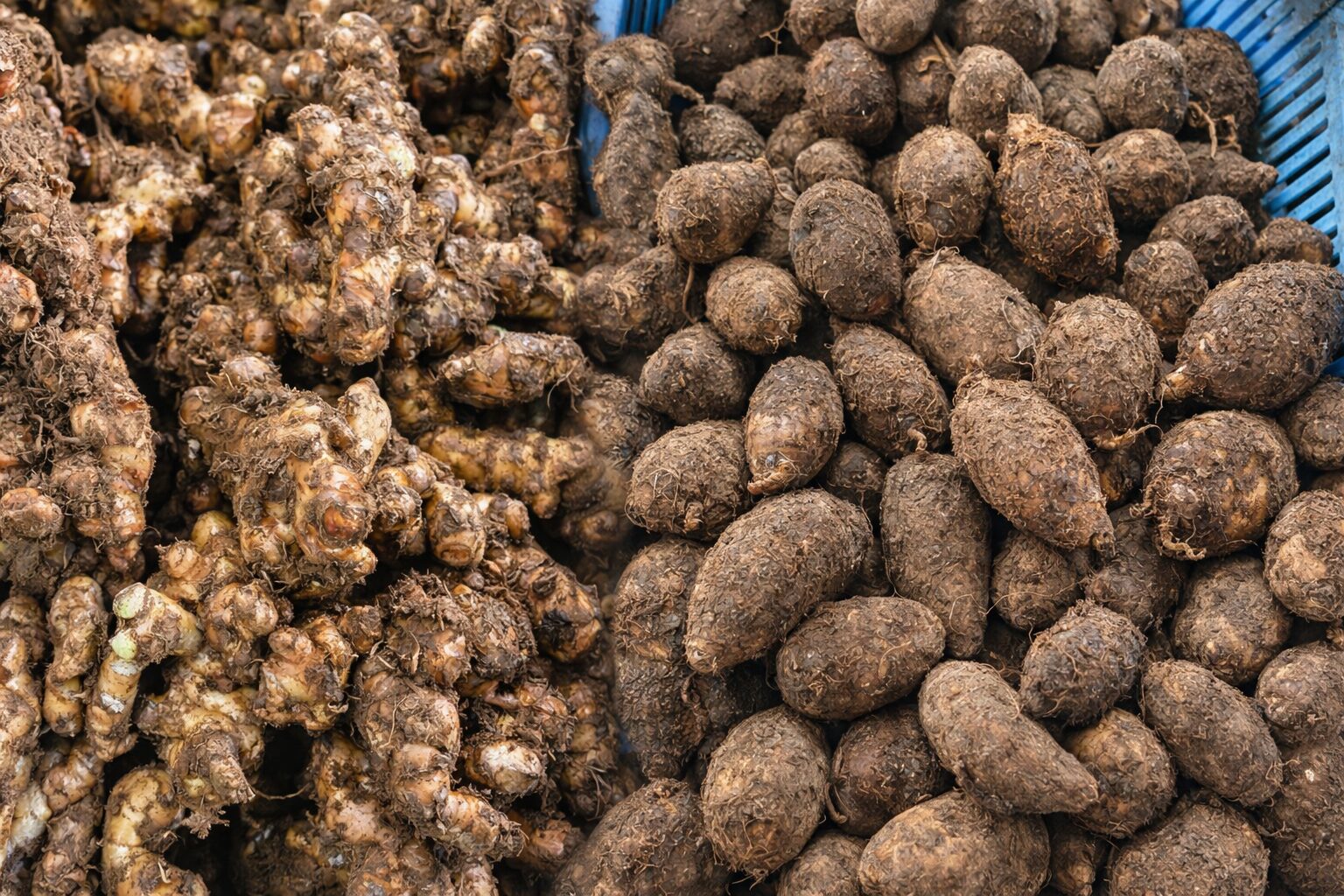 里芋・生姜 販売開始のお知らせ